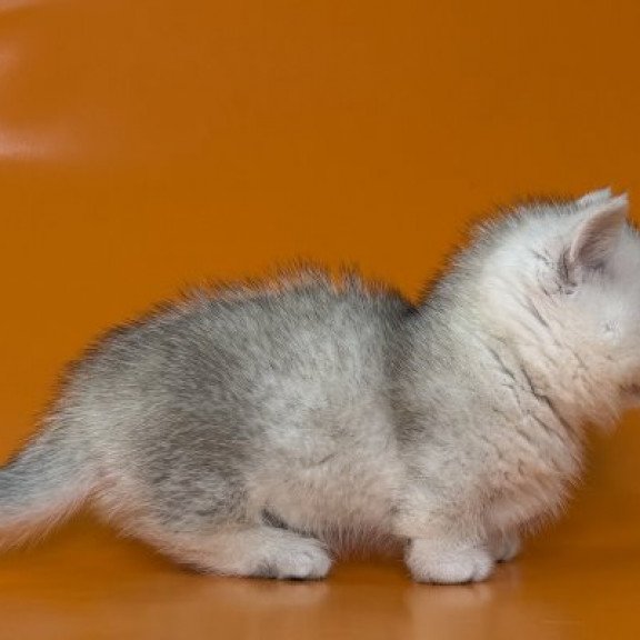 Munchkin Alva Zur