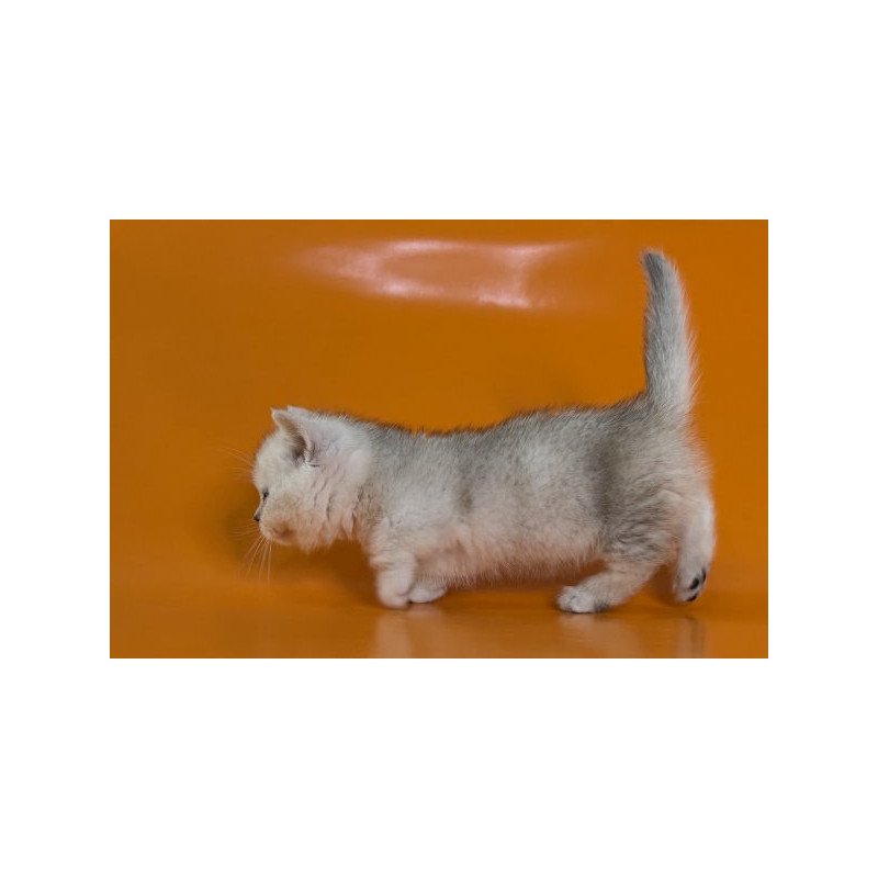 Munchkin Alva Zur