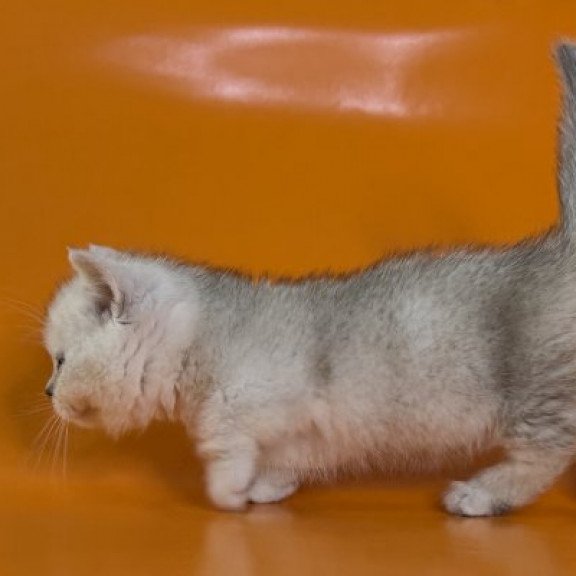 Munchkin Alva Zur
