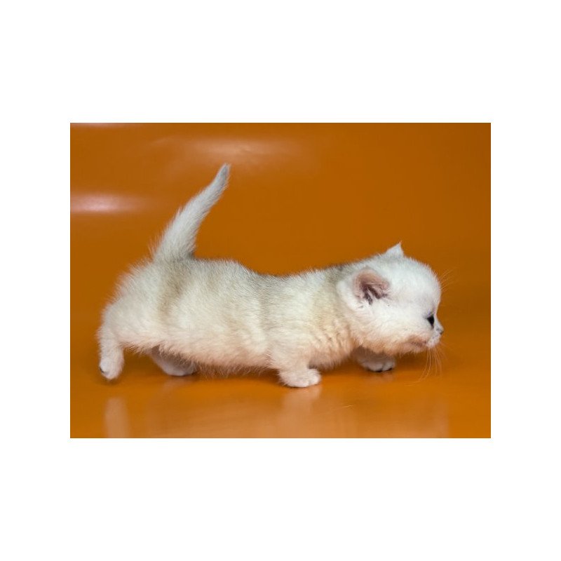 Munchkin Alva Zynar