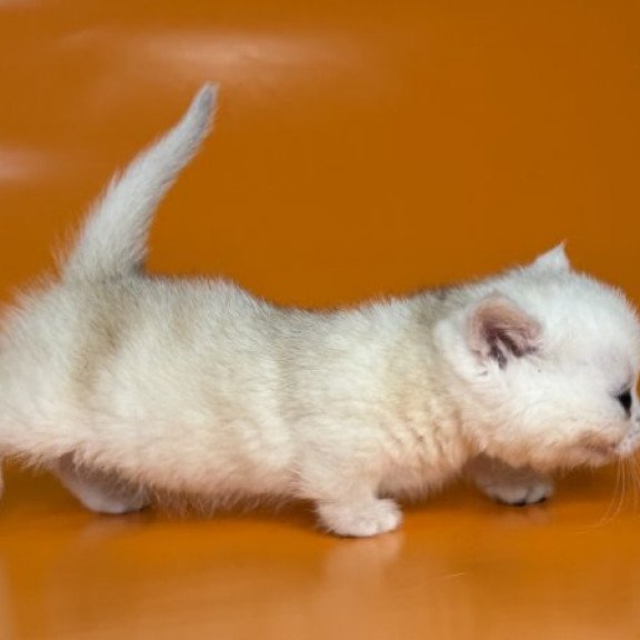 Munchkin Alva Zynar