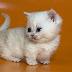 Munchkin Alva Zynar