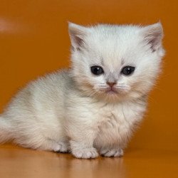 Munchkin Alva Zynar