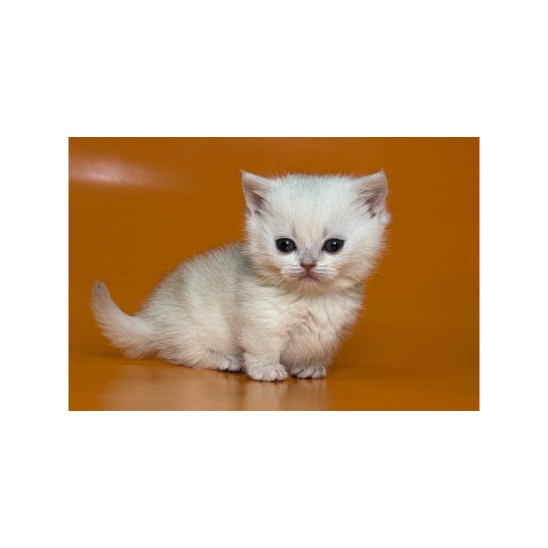 Munchkin Alva Zynar