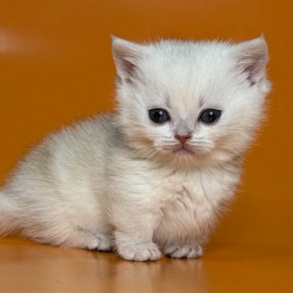 Munchkin Alva Zynar