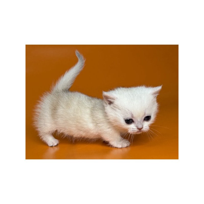 Munchkin Alva Zynar
