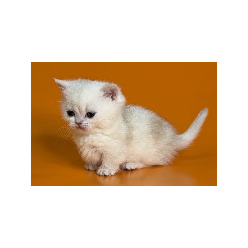 Munchkin Alva Zynar