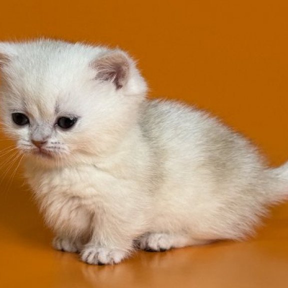 Munchkin Alva Zynar
