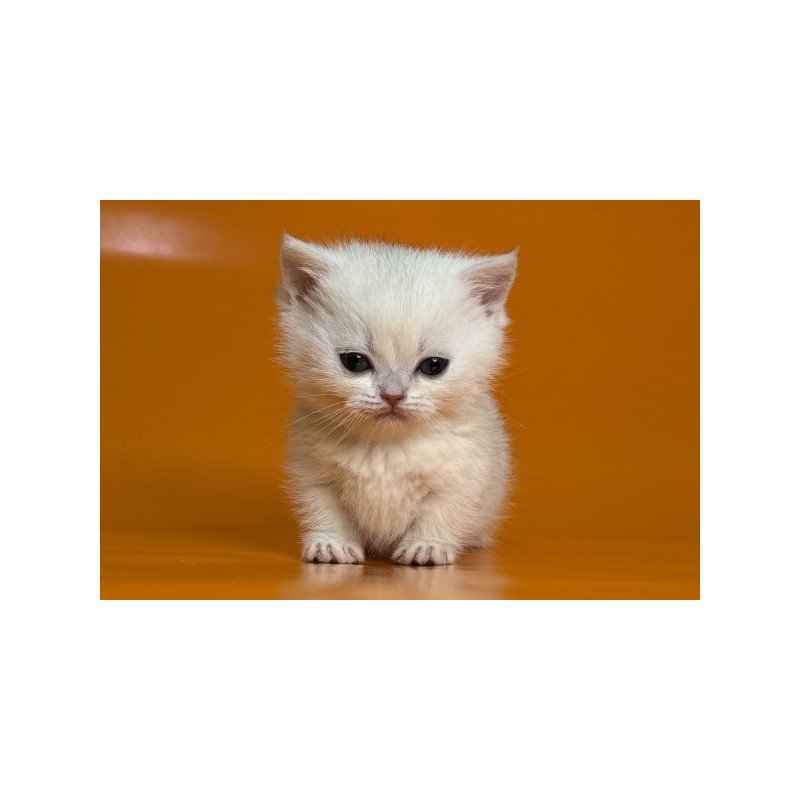 Munchkin Alva Zynar