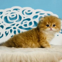 Devon Rex NOV Ivar Sunrise