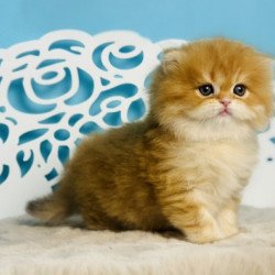 Devon Rex NOV Ivar Sunrise