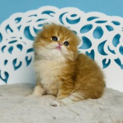 Devon Rex NOV Iron Vale