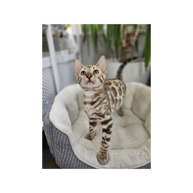 Bengal Alva Pixie