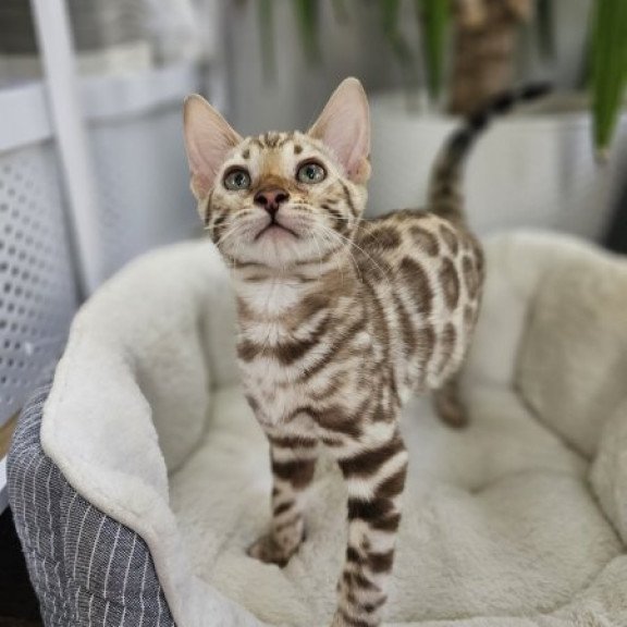 Bengal Alva Pixie