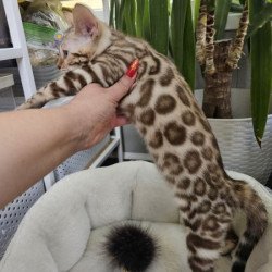Bengal Alva Pixie