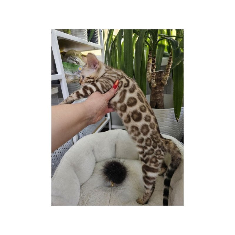 Bengal Alva Pixie