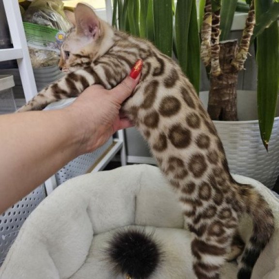 Bengal Alva Pixie