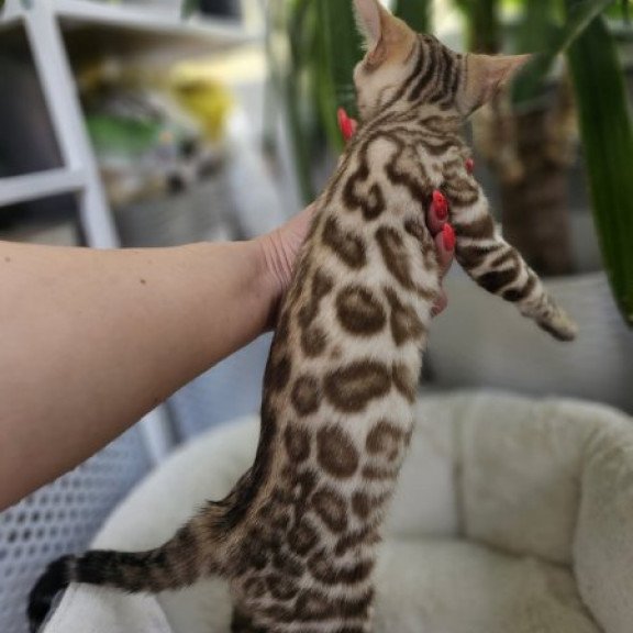Bengal Alva Pixie