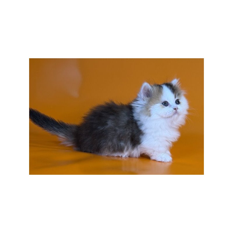 Munchkin Alva Yestin