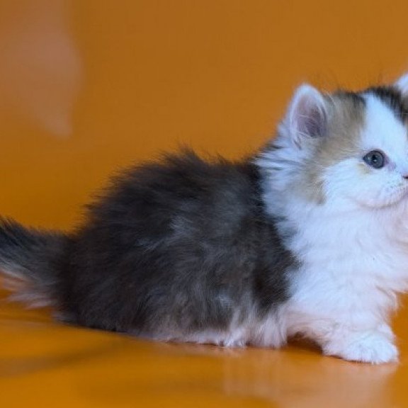 Munchkin Alva Yestin