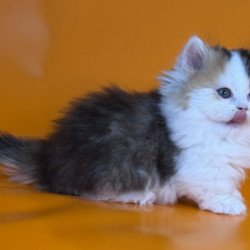 Munchkin Alva Yestin