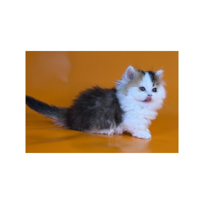 Munchkin Alva Yestin