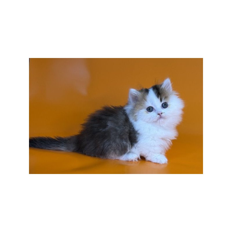 Munchkin Alva Yestin