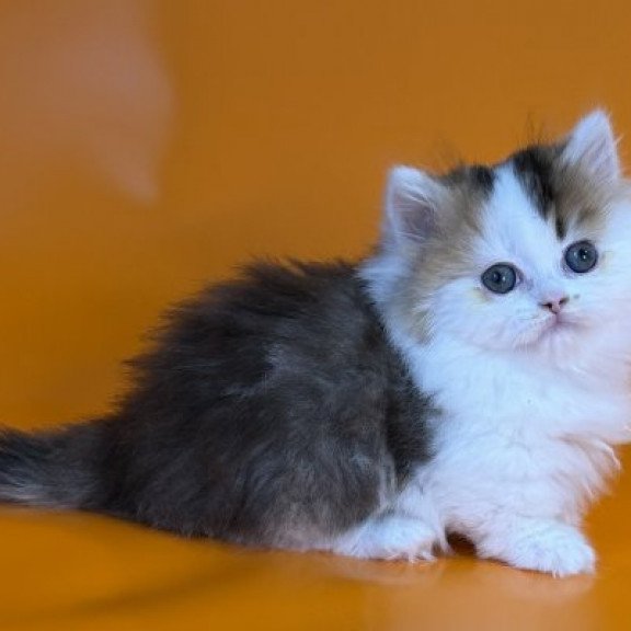 Munchkin Alva Yestin