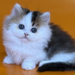 Munchkin Alva Yestin