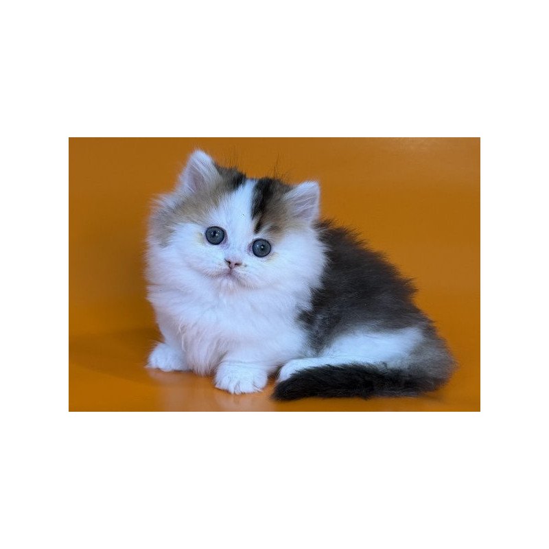 Munchkin Alva Yestin