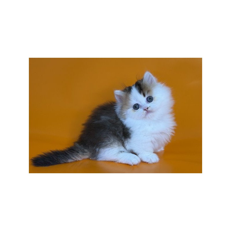 Munchkin Alva Yestin