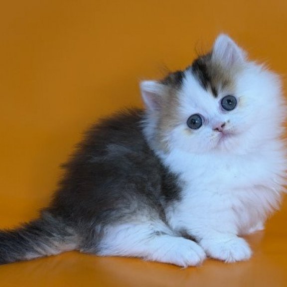 Munchkin Alva Yestin