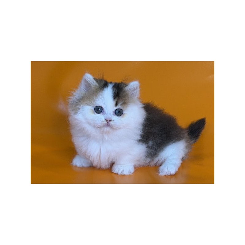 Munchkin Alva Yestin