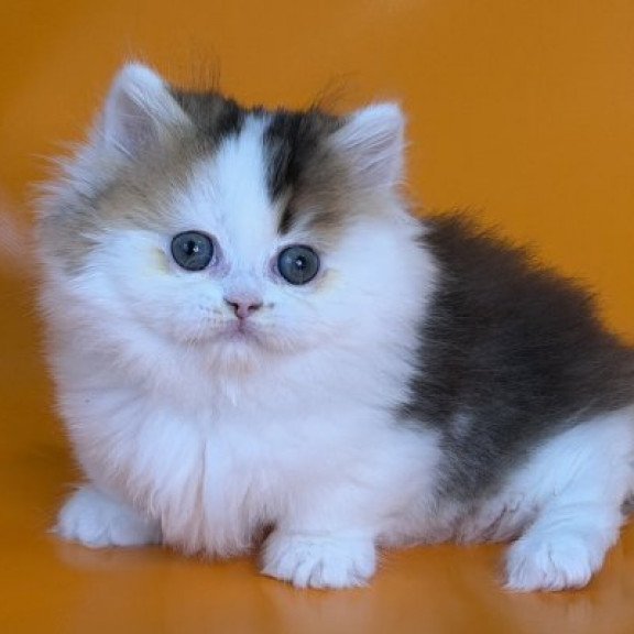 Munchkin Alva Yestin