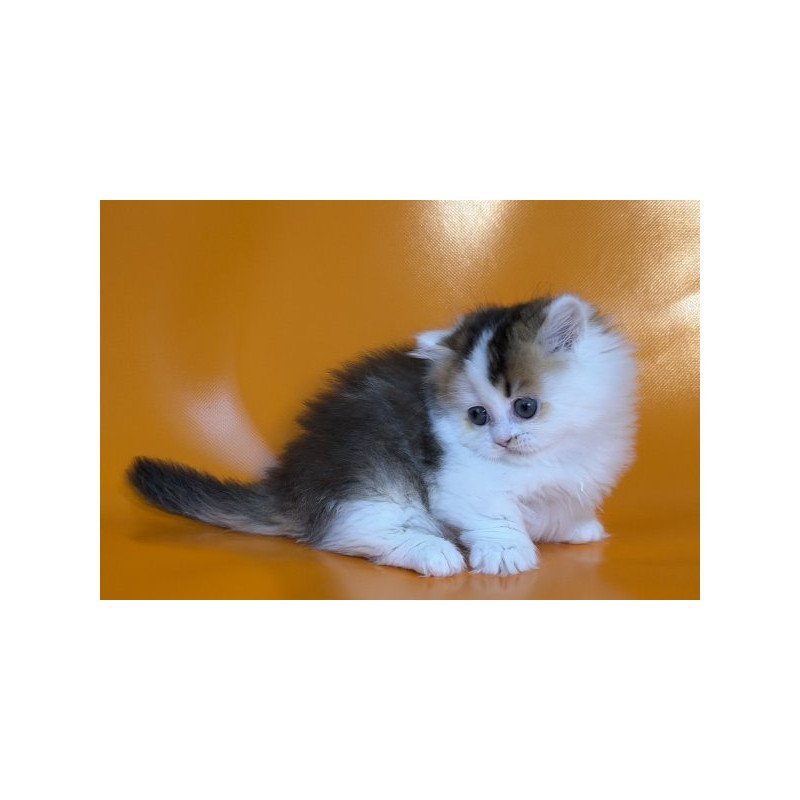 Munchkin Alva Yestin