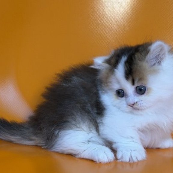 Munchkin Alva Yestin