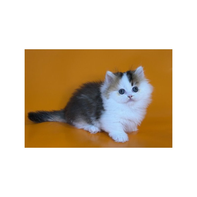 Munchkin Alva Yestin