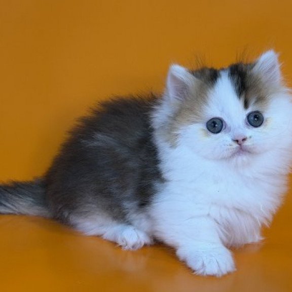 Munchkin Alva Yestin