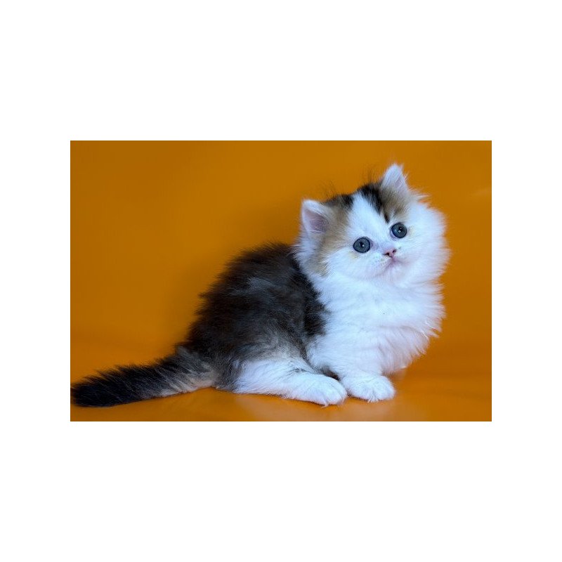 Munchkin Alva Yestin