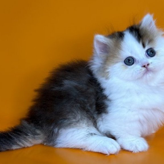 Munchkin Alva Yestin