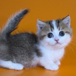 Munchkin Alva Yavik