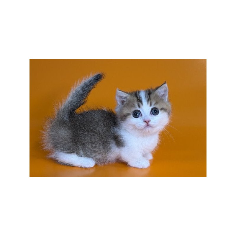 Munchkin Alva Yavik