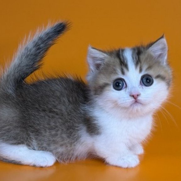 Munchkin Alva Yavik