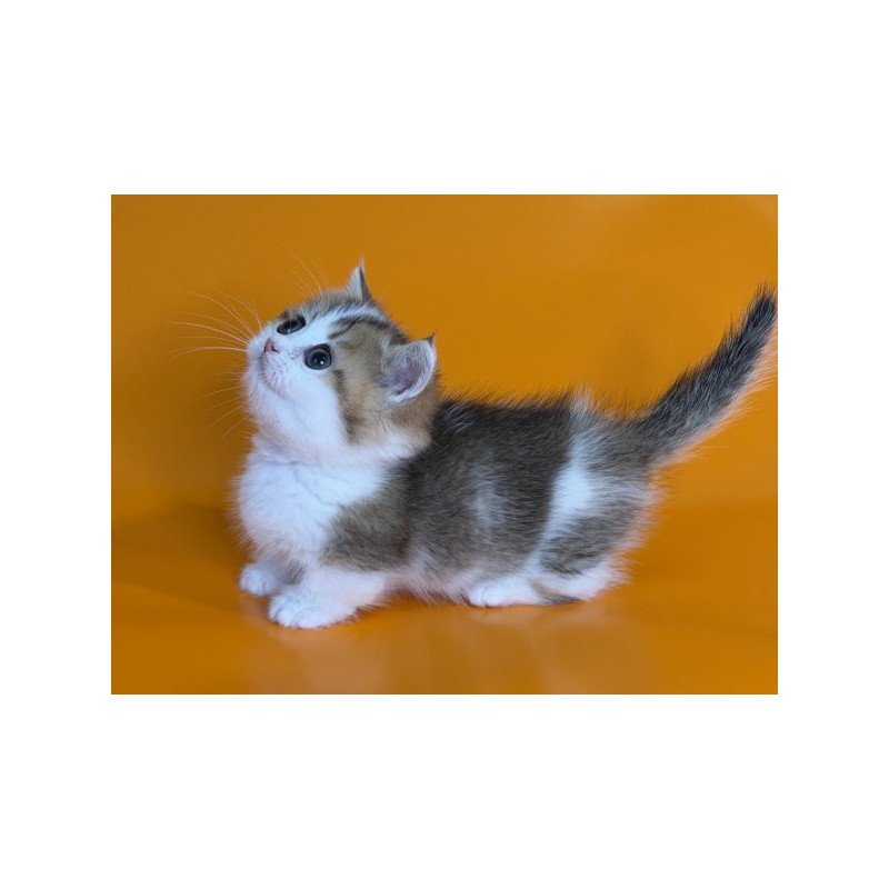 Munchkin Alva Yavik