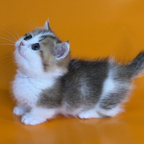 Munchkin Alva Yavik
