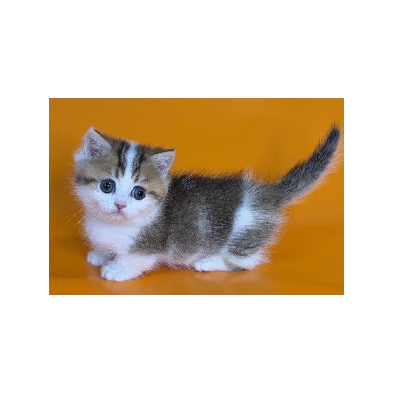 Munchkin Alva Yavik