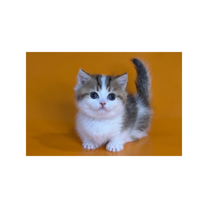 Munchkin Alva Yavik