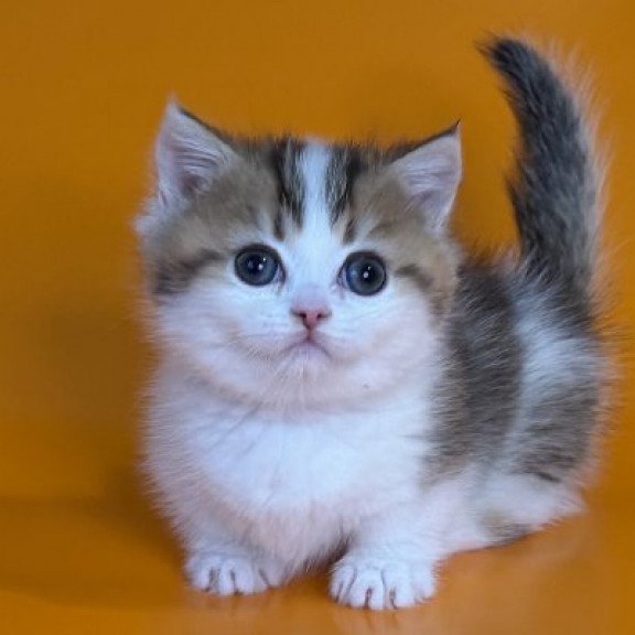 Munchkin Alva Yavik