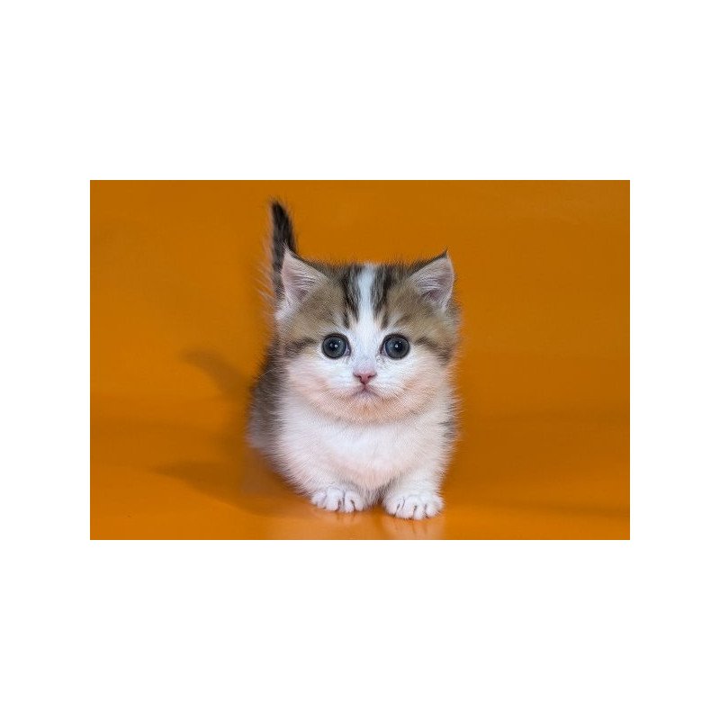 Munchkin Alva Yavik