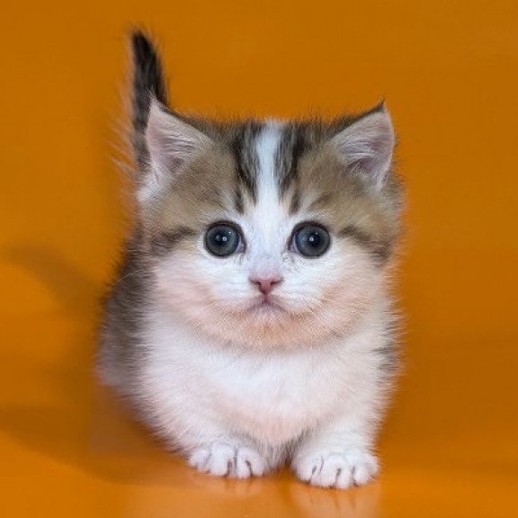 Munchkin Alva Yavik
